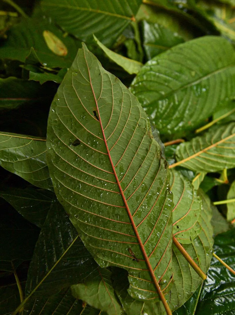 kratom